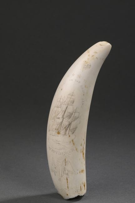 Dent de cachalot (Physeter macrocephalus) gravée e