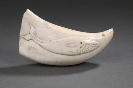 Dent de cachalot (Physeter macrocephalus) sculpté 