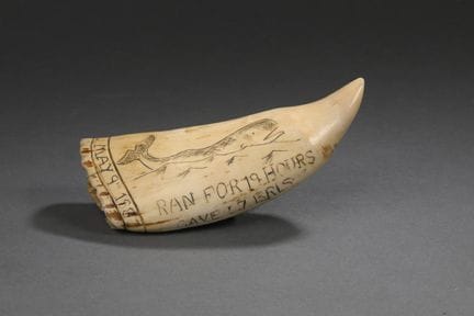 Dent de cachalot (Physeter macrocephalus) gravée e