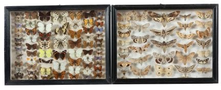 2 vitrinas con mariposas diurnas y nocturnas de Vo