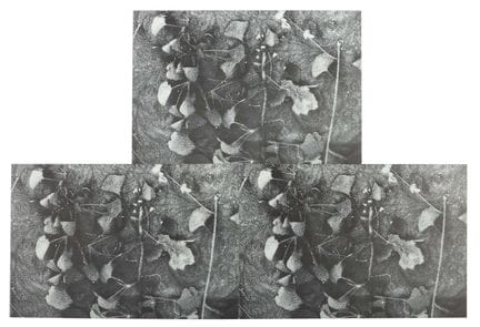 达恩（Dahn），沃尔特·圣·托尼斯（Walter St. Tönis），1954年出生于科隆，20