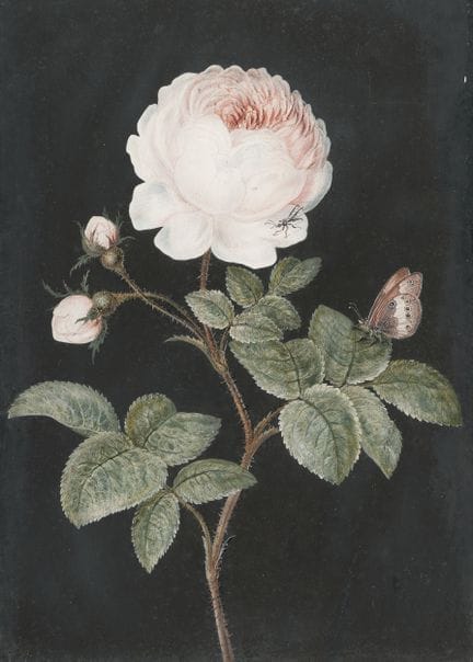 Barbara Regina Dietzsch (1706 - Nuremberg - 1783),