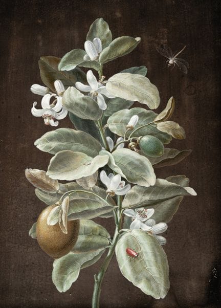 Barbara Regina Dietzsch (1706 - Nuremberg - 1783),