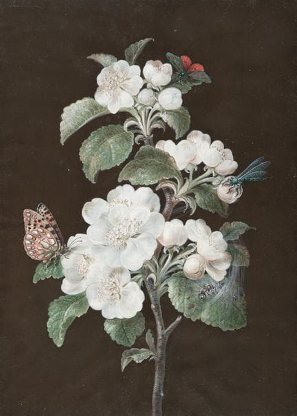 Barbara Regina Dietzsch (1706 – Nuremberg – 1783),