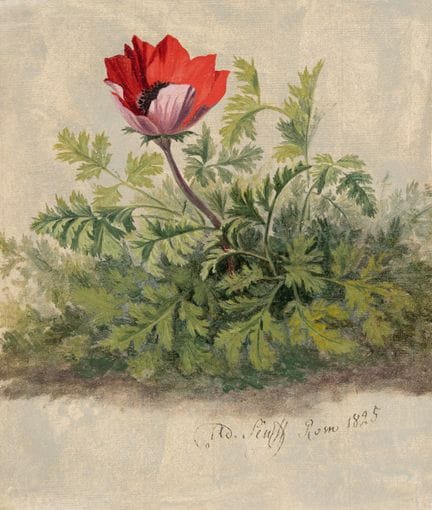 Adolf Carl Senff (1785, Halle/Saale - Ostrava, 186