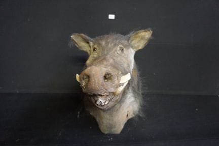 trofeo di caccia (TAXIDERMIA) - testa di cinghiale