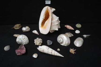 一批杂项贝壳