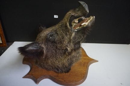 大型狩猎标本（动物标本）——野猪头——高：68 厘米
