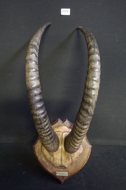 大型狩猎战利品——“Hippotrague”——高：70 厘米