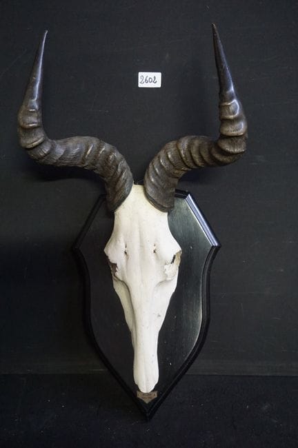 trofeo di caccia - cranio di un hartebeest - A: 66