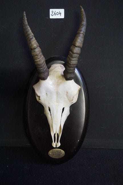 trofeo di caccia - cranio di springbok - A: 46 cm