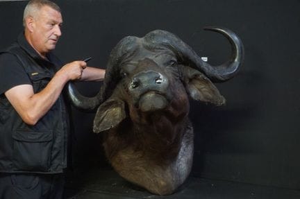 grande trofeo di caccia (TAXIDERMIA) - imponente t