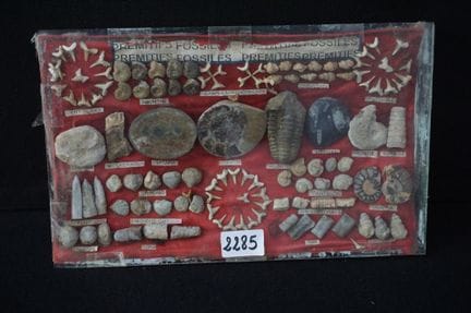 lotto di fossili vari