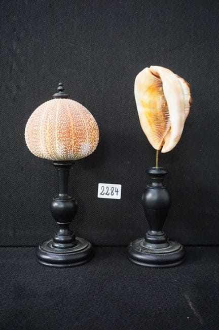 riccio di mare + conchiglia - su piedistalli di le