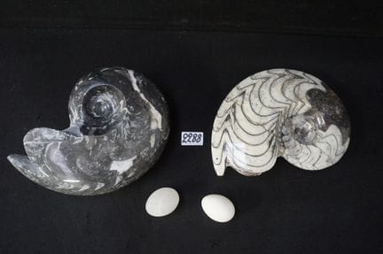 2 fossili di ammoniti lucidati - L: circa 25 cm