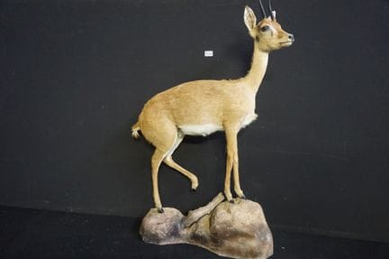 TAXIDERMIA - "caprone" - A: 110 cm