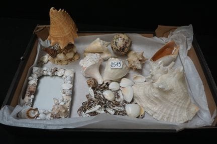 大量各种贝壳