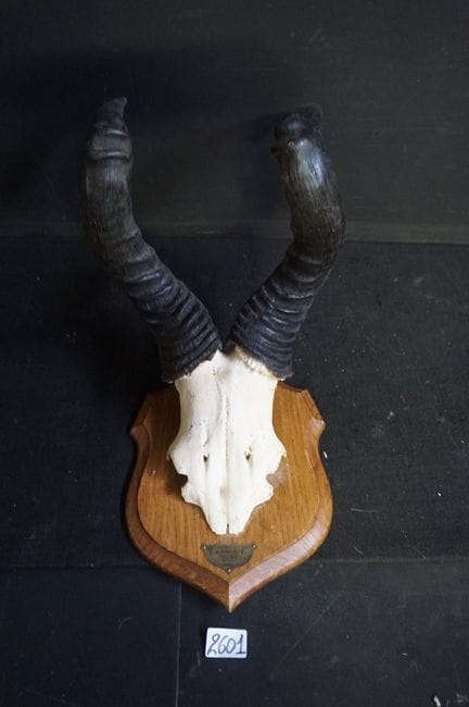 trofeo di caccia - cranio di un hartebeest - A: 50