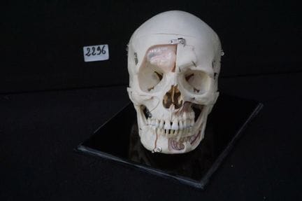 modello anatomico di un cranio umano – il cranio è