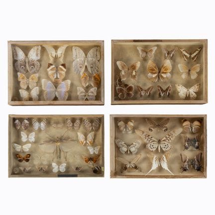 Taxidermie, quatre vitrines entomologiques contena