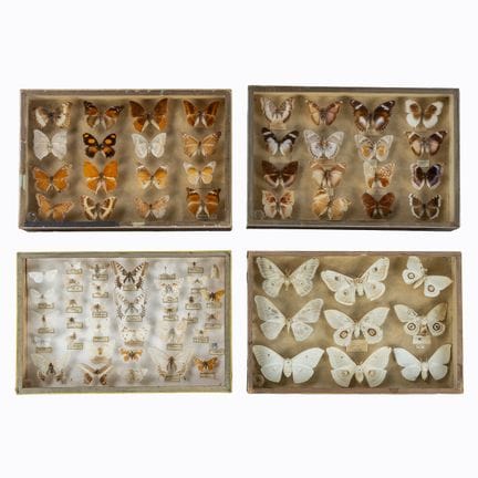 Taxidermie, quatre vitrines entomologiques contena