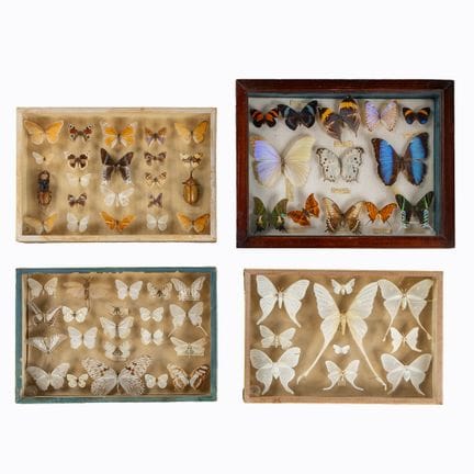 Taxidermie, quatre vitrines entomologiques contena