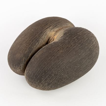 Un coco de mer (Lodoicea maldivica), aux Seychelle