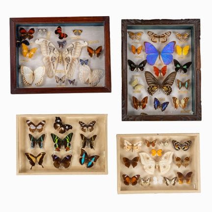 Taxidermie, quatre vitrines entomologiques contena