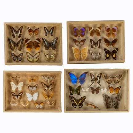 Taxidermie, quatre vitrines entomologiques contena