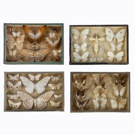 Taxidermie, quatre vitrines entomologiques contena