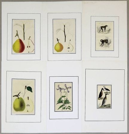 Large collection of coloured engravings of birds, 