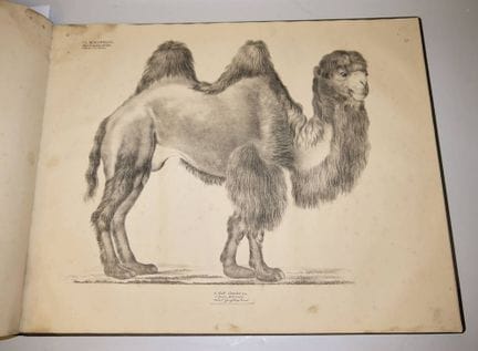 乔治·奥古斯特·戈尔德富斯，《自然物图谱》，含55幅插图的图版集，1824-1842年
格奥尔格·奥