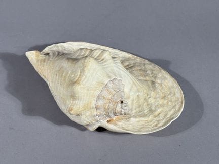 Naturalia - Gabinetto delle curiosità 
Conchiglia 