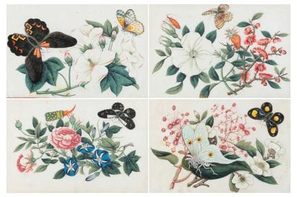 École chinoise (XIXe siècle) Études d'insectes par