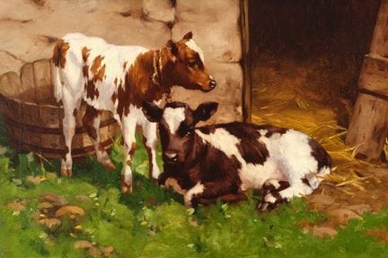 David Gauld (1865-1936) Scottish Two calves beside