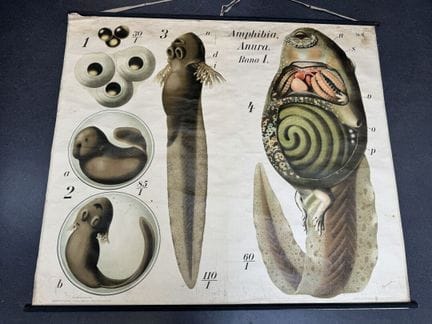 PFURTSCHELLER – Zoologischer Wandplan.
MARTINUS NI