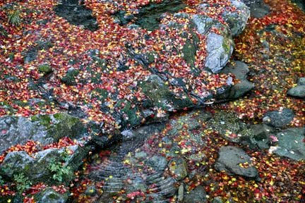 Matthieu RICARD (Born in 1946)
Autumn Leaves on a 