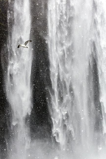 Matthieu RICARD (Born in 1946)
Fulmar petrel in fr