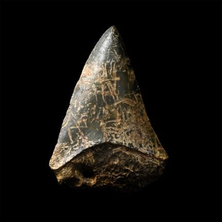 Western Asiatic Fossil Shark's Tooth Pendant with 