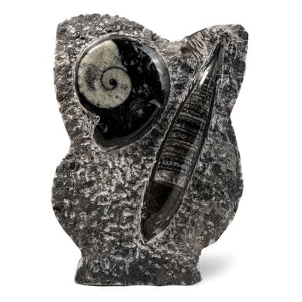 Fossil Goniatite and Orthoceras Display. Upper Dev