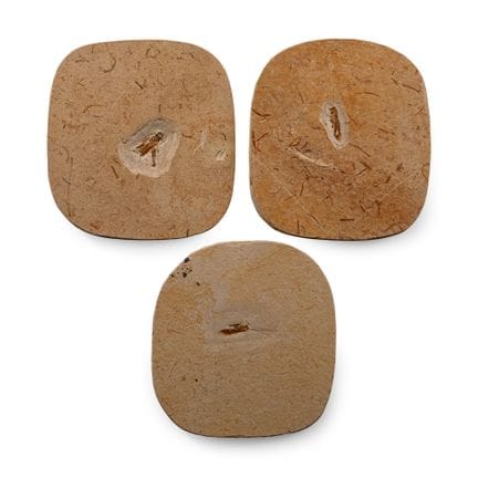 Fossil Grasshopper in Matrix Group. Cretaceous Per