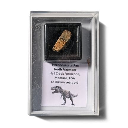 T-Rex Tooth Fragment.  Tooth fragment in a small c