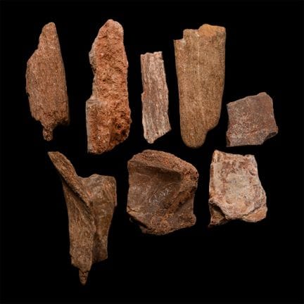 Spinosaurus Dinosaur Fossil Bone Fragment Collecti