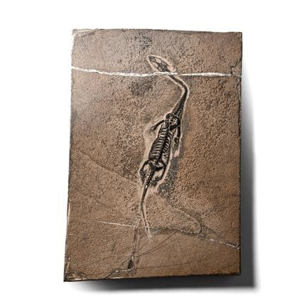 Fossil Keichousaurus Skeleton. Triassic Period, ci