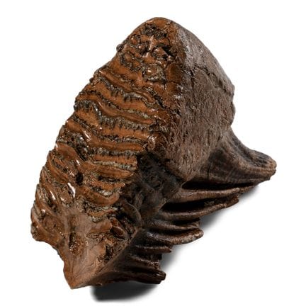 Fossil Woolly Mammoth Tooth. Devensian, 110,000-12