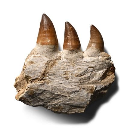 Mosasaur 'Marine Dinosaur' Teeth in Composite Jaw.