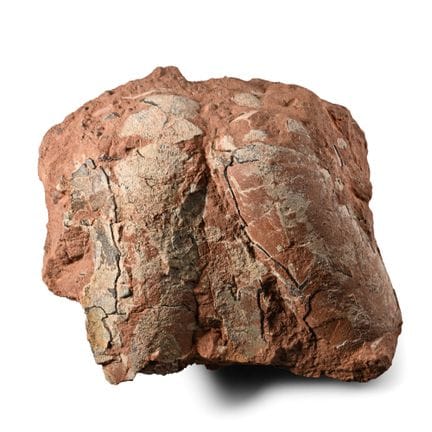 Fossil Oviraptor Egg Pair. Late Cretaceous Period,