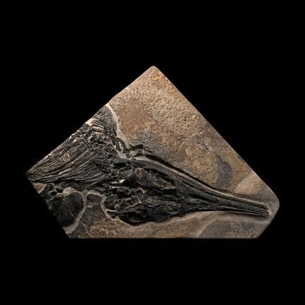 Fossil Ichthyosaur Skull and Partial Skeleton. Tri