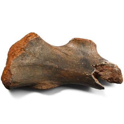 Fossil Woolly Rhino Bone Specimen. Devensian, circ