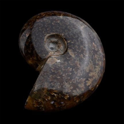 Polished Madagascan Fossil Cleoniceras Ammonite. J